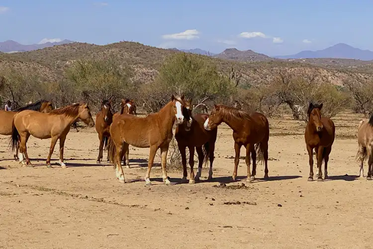 wild horses along the Salt River