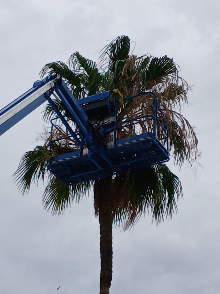 Palm Tree Trimming Carriage Manor Resort