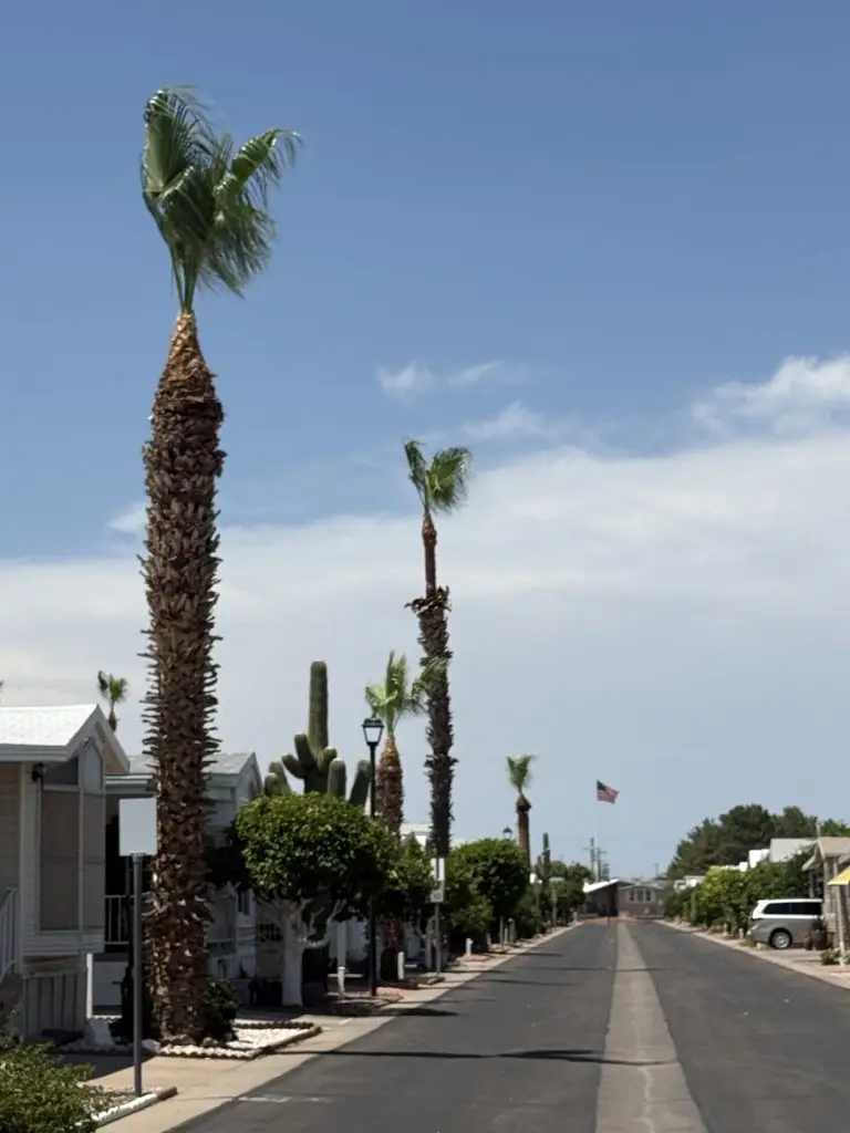 Carriage Manor Resort Palm Tree Trimming